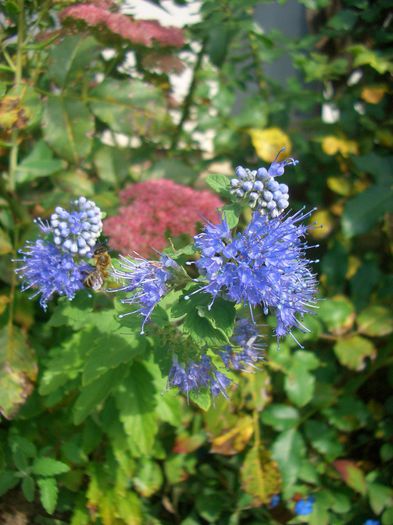 Caryopteris