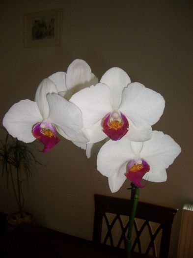 CIMG8447 - phalenopsis