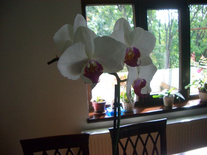 CIMG8448 - phalenopsis