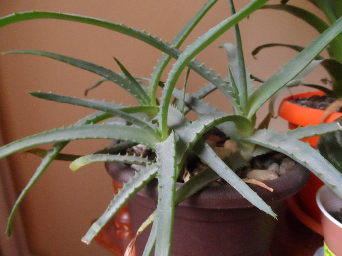 Aloe arborescens - Anthurium si suculente