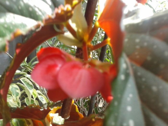 2013-08-29 10.39.03 - begonia plaman