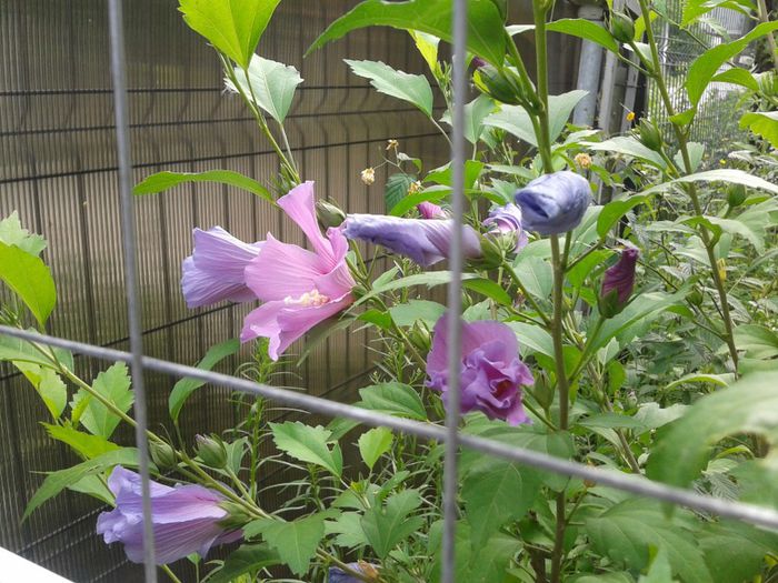 2013-07-21 10.26.17 - hibiscus de gradina