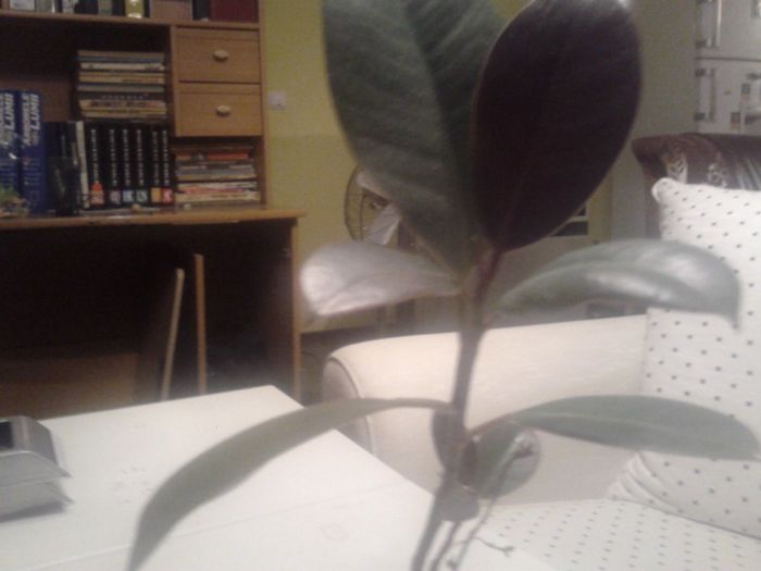 2013-08-28 01.10.41 - ficus