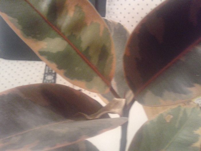 2013-08-28 01.12.09 - ficus