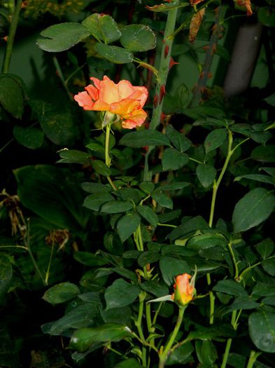 DSCN2165