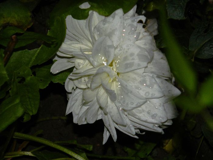 DSCN2171