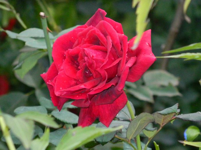 DSCN2192