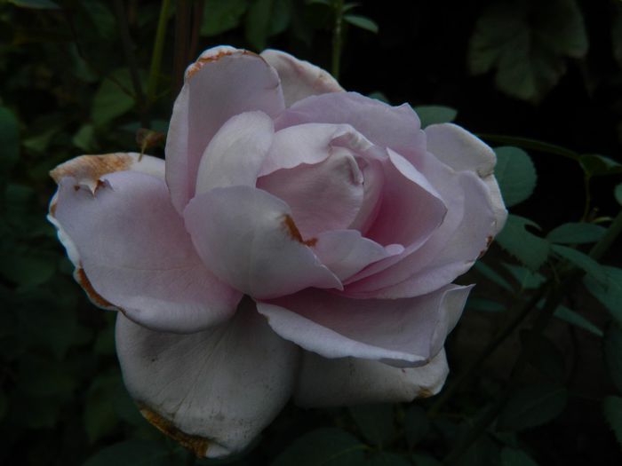 DSCN2227