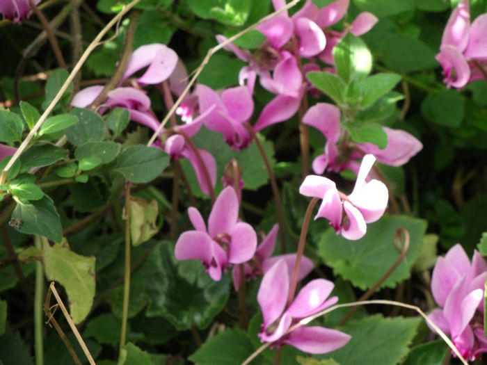 Cyclamen Hederifolium