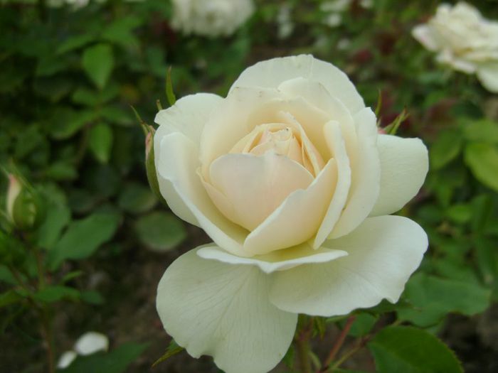 - Trandafirii ducelui Ludwig von BW