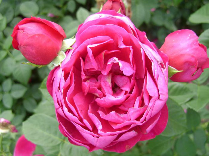  - Trandafirii ducelui Ludwig von BW