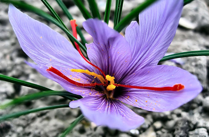 crocus-sativus - SOFRAN Bulbi
