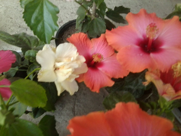 Fotografie7553 - hibiscusi 2013-4
