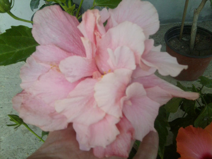 Fotografie7556 - hibiscusi 2013-4