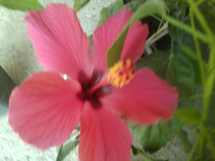 Fotografie7559 - hibiscusi 2013-4