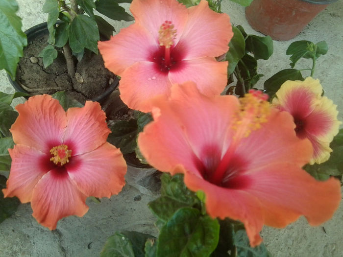 Fotografie7562 - hibiscusi 2013-4