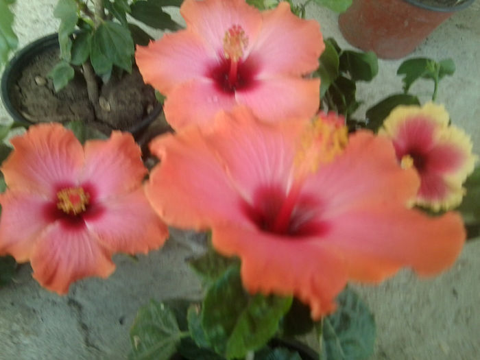 Fotografie7563 - hibiscusi 2013-4