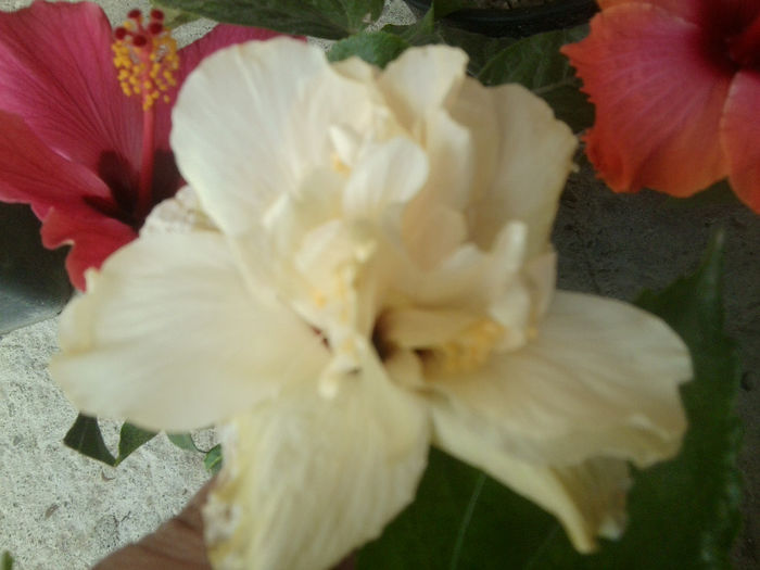 Fotografie7567 - hibiscusi 2013-4