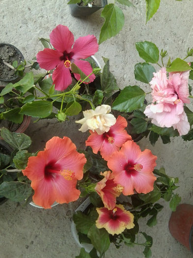 Fotografie7551 - hibiscusi 2013-4