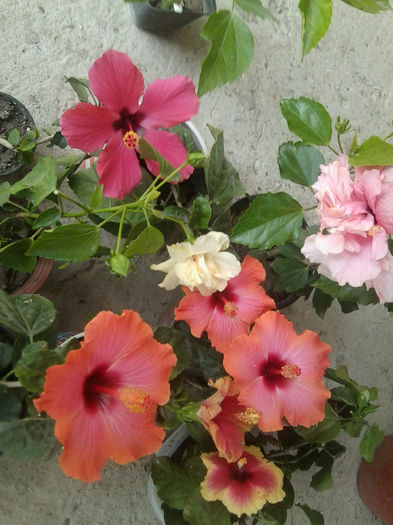 Fotografie7552 - hibiscusi 2013-4