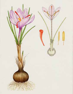 sofran-Crocus-sativus[1] - SOFRAN Bulbi