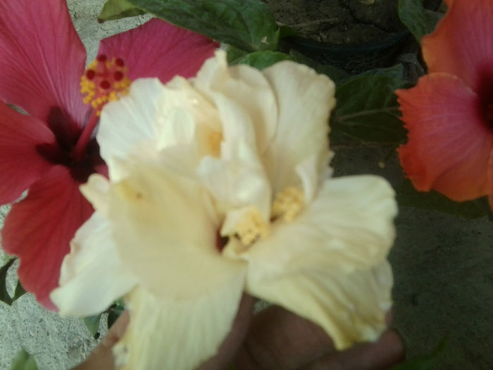 Fotografie7571 - hibiscusi 2013-4