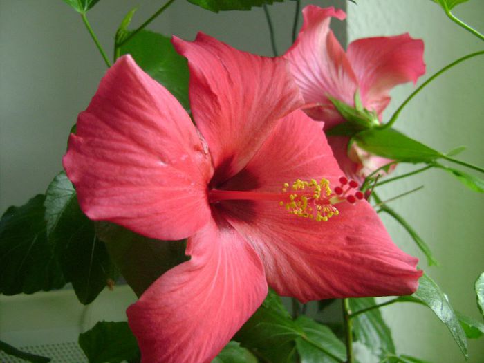  - Hibiscus