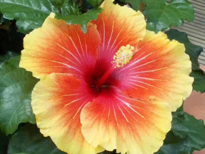  - Hibiscus