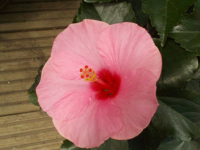  - Hibiscus