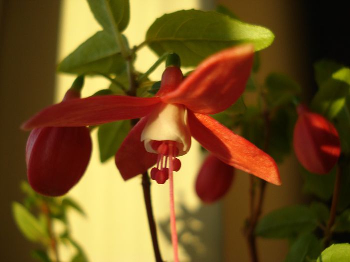 DSC05489 - Fuchsia hybrida