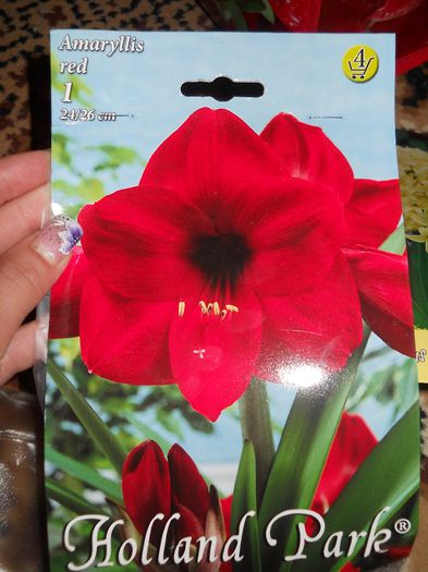 amaryllis red - achizitii pt 2014
