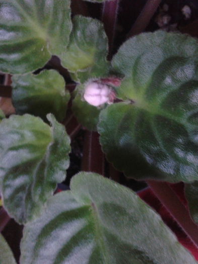 2013-09-17 07.00.11; Prima inflorire.
