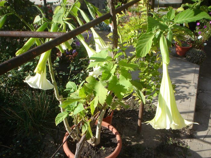 brugmansia - 09 LUNA SEPTEMBRIE 2013