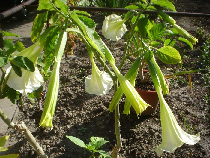 brugmansia - 09 LUNA SEPTEMBRIE 2013