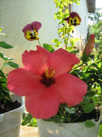  - Hibiscus