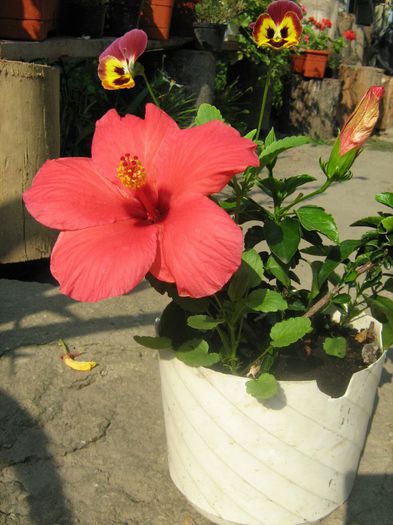  - Hibiscus