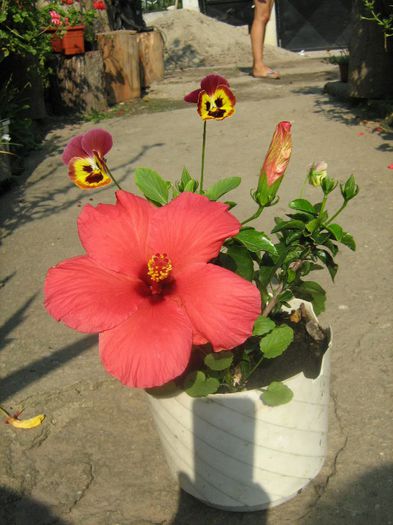  - Hibiscus