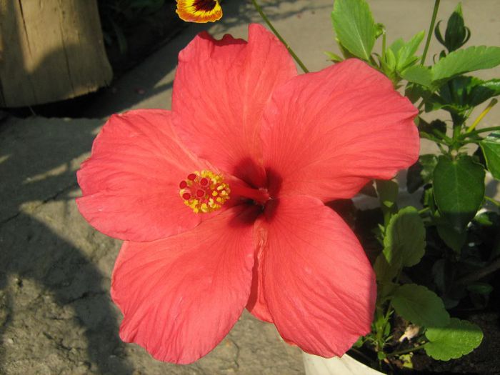  - Hibiscus