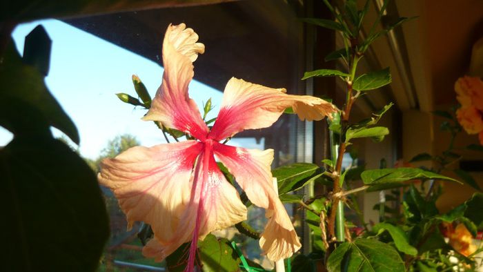 Picture 2272 - x 2013 hibiscus rosa sinesis 3