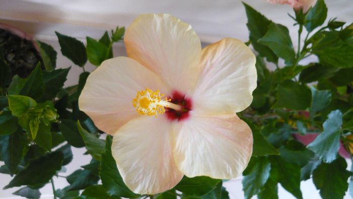 Picture 2266 - x 2013 hibiscus rosa sinesis 3