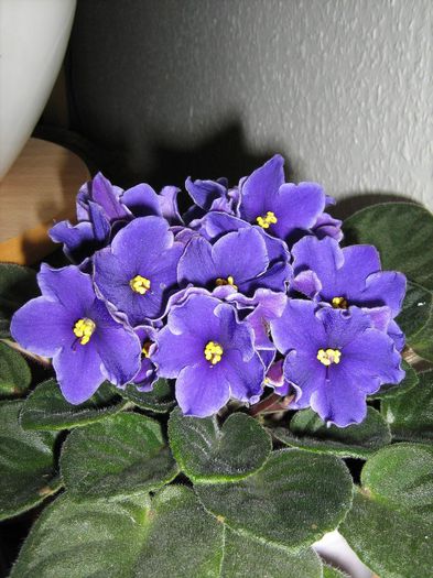 Violeta africana albastra