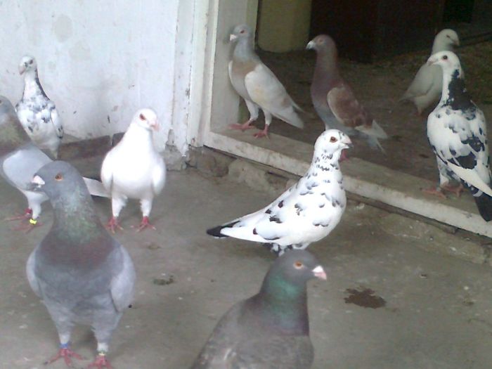LA GRAMADA - Porumbei americani achizitionati in 2013