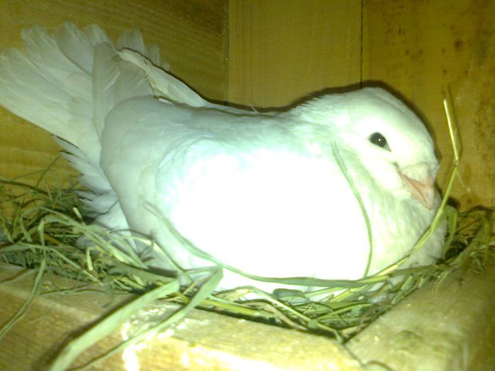 F 0728 - Porumbei americani achizitionati in 2013