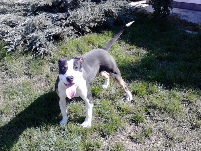 8 LUNI ,20 kg. - PITBULL TRICOLOR achizitie HU - VEGA