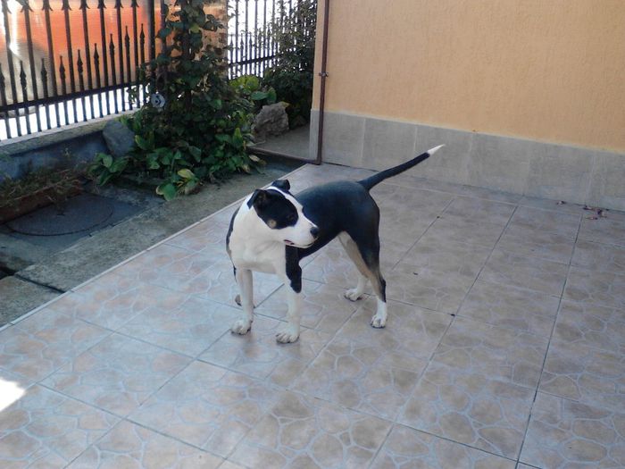 8 LUNI , 20 KG. - PITBULL TRICOLOR achizitie HU - VEGA