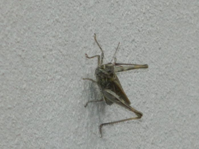 DSCN2265