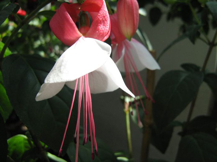  - Fuchsia-Onagraceae
