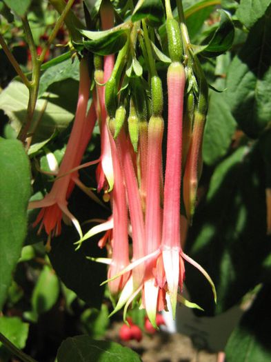  - Fuchsia-Onagraceae