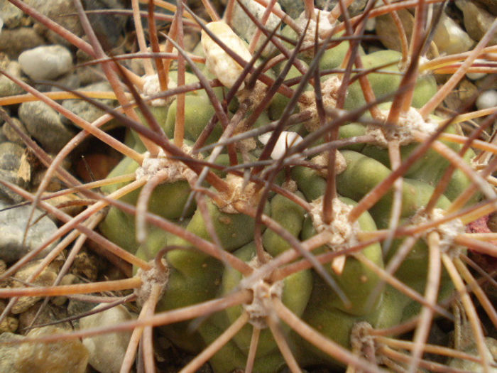 Acanthocalycium munitum