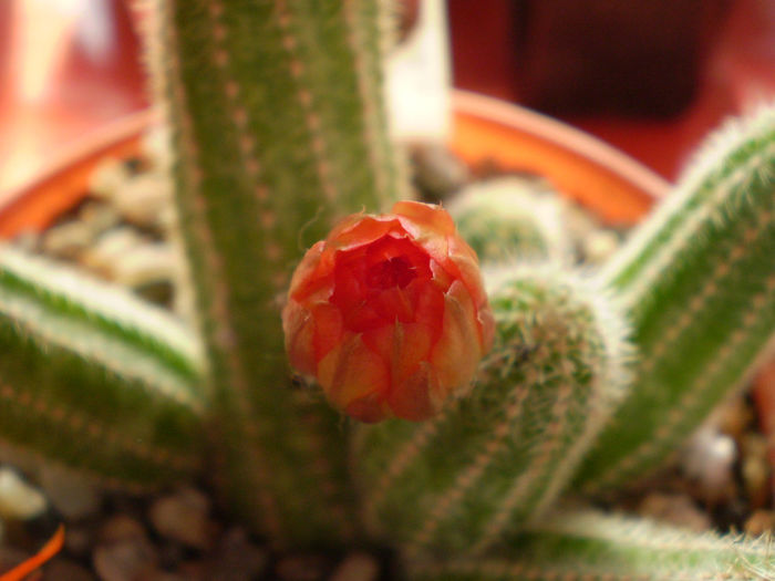 Chamaecereus hybrid